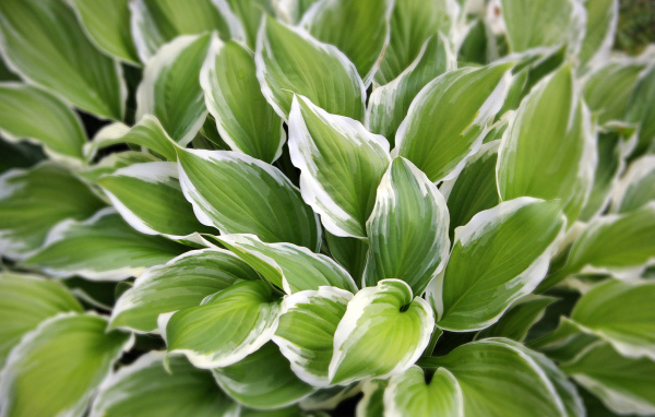 Садовое растение хоста на дачном участке