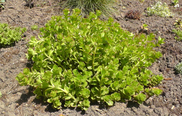 Садовое растение седум на дачном участке