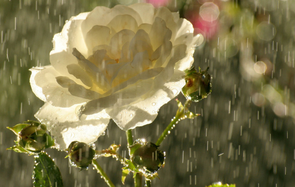 Садовая белая роза под дождём