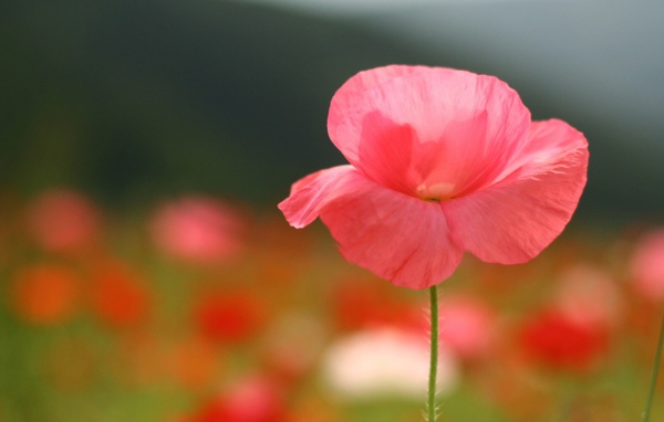 Нежные розовые лепестки