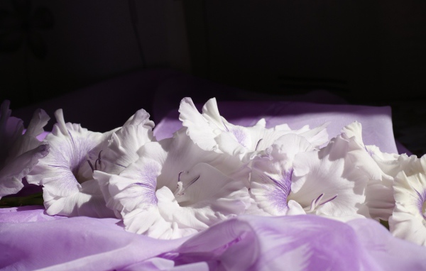 Нежно сиреневые цветы гладиолуса