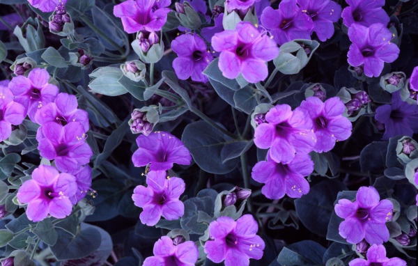 Цветы гиацинта 