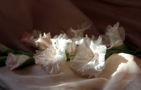 Гладиолусы в лучах солнца