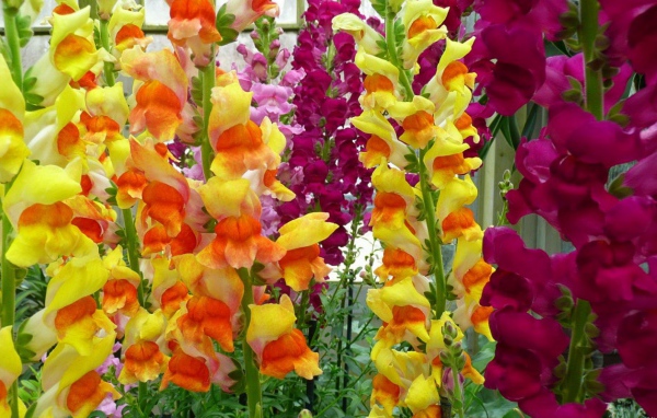 Великолепные гладиолусы на клумбе