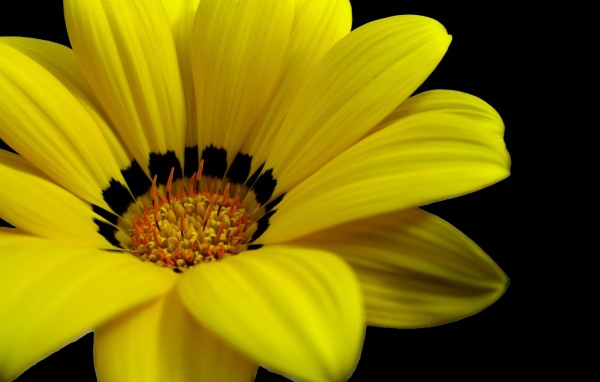 Великолепный желтый цветок