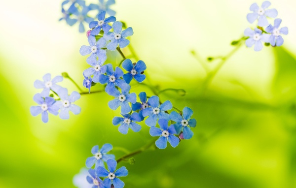 Прекрасные цветы