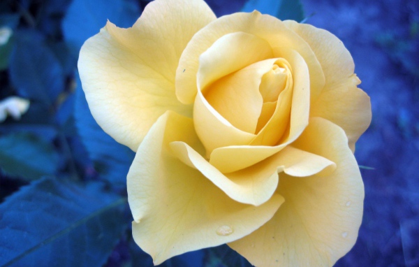 Растущий цветок