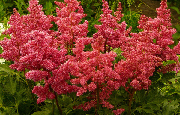 Выращивание цветов астильба в саду