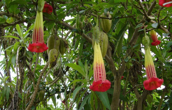 Выращивание растения бругмансия в саду