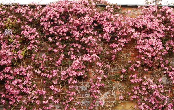 Выращивание цветов клематис в саду