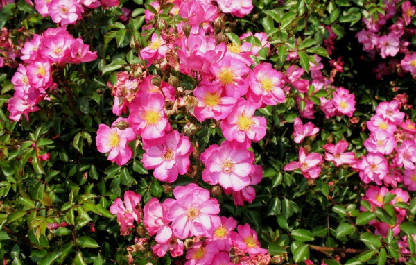 Выращивание цветов кларкия (годеция) в саду