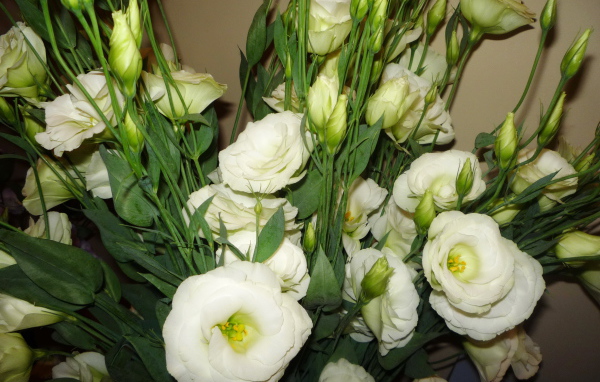 Выращивание цветов эустома (ирландская роза) в саду