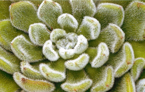 Выращивание цветов эхеверия (эчеверия)  в саду