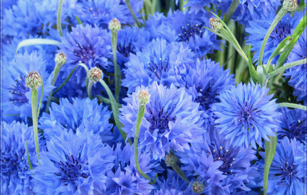 Выращивание васильков в саду