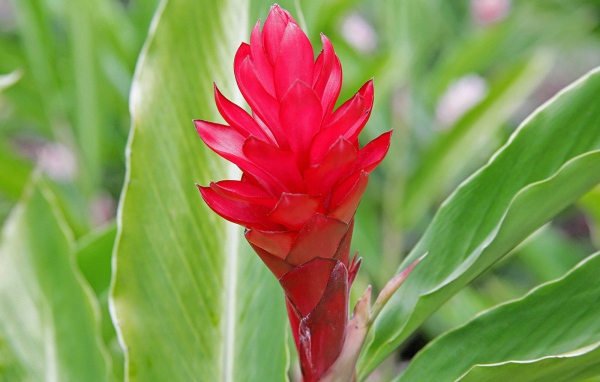 Выращивание растения имбирь (роскоя) в саду