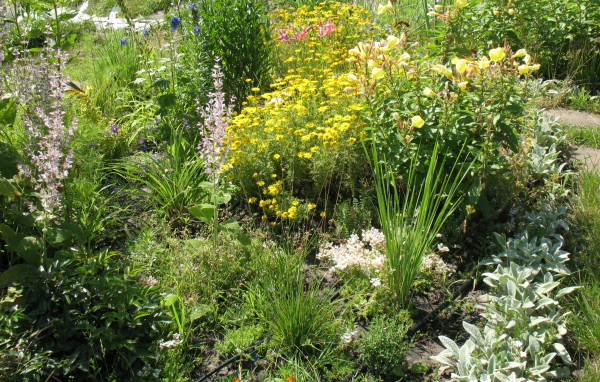 Выращивание растения бузульник в саду