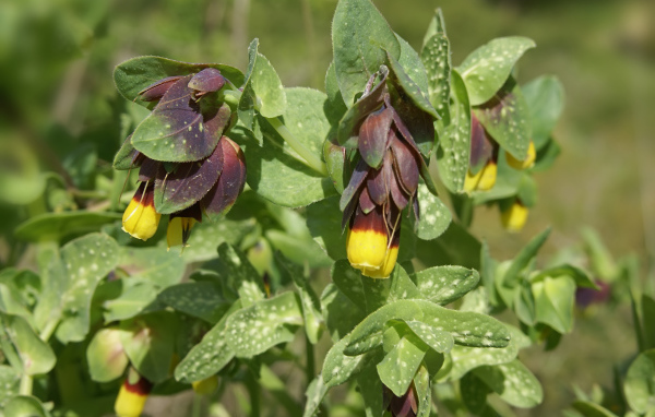 Выращивание растения восковник в саду