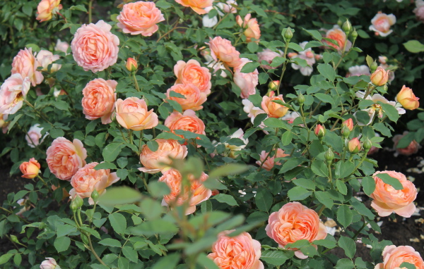 Выращивание кустарниковые розы в саду