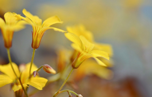 Pастущие желтые цветы