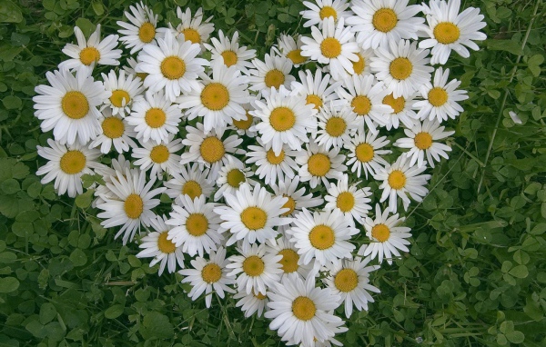 Сердце из цветов белые маргаритки