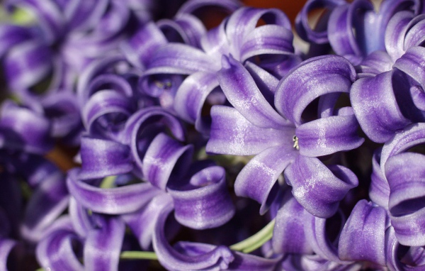 Цветы гиацинты расцвели в саду