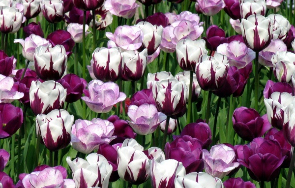 Гибридные тюльпаны