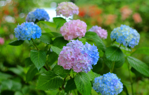 Садовые цветы гортензия на дачном участке