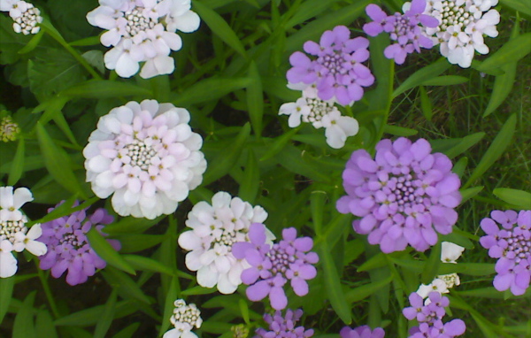 Красивые цветы иберис на клумбе в саду