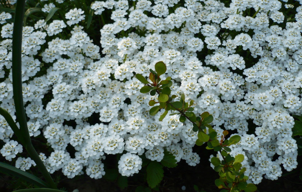 Красивый иберис в саду