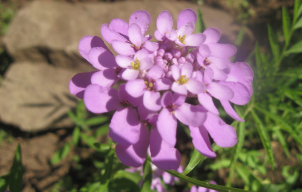 Выращивание цветов иберис в саду