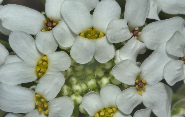 Садовые цветы иберис на дачном участке