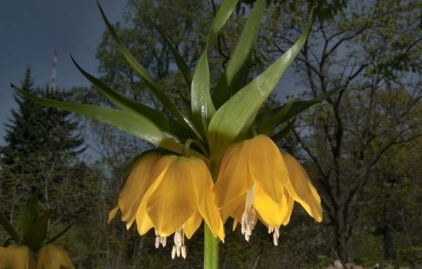 Садовые цветы рябчик императорский на дачном участке