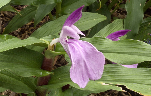 На поляне красивый цветок роскоя