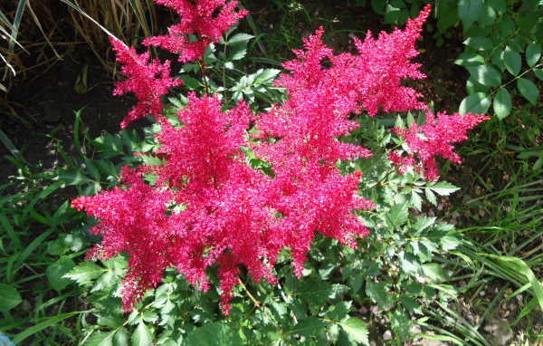 На поляне красивые цветы астильба
