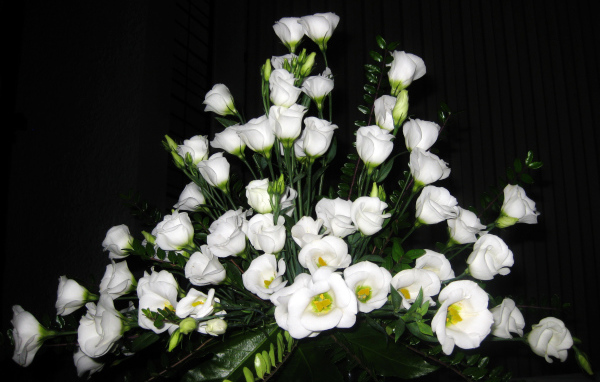 На поляне красивые цветы эустома (ирландская роза) 