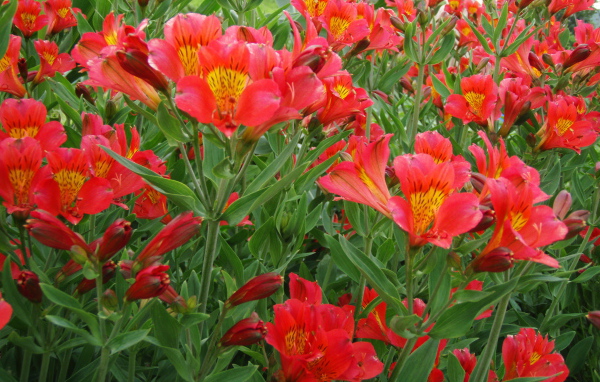 На поляне красивые цветы альстремерия