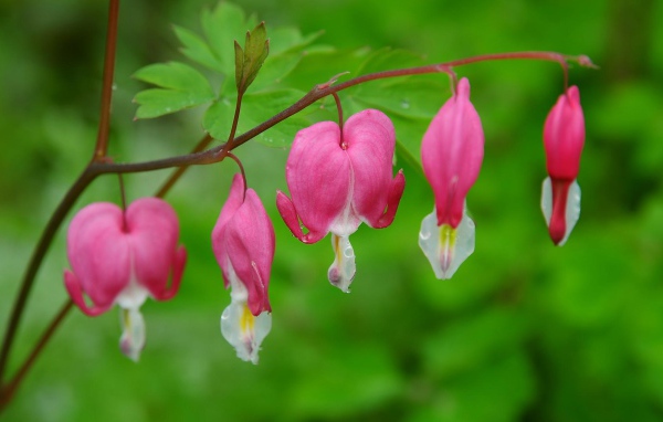 На поляне красивые цветы дицентра