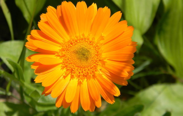 На поляне красивые цветы календула