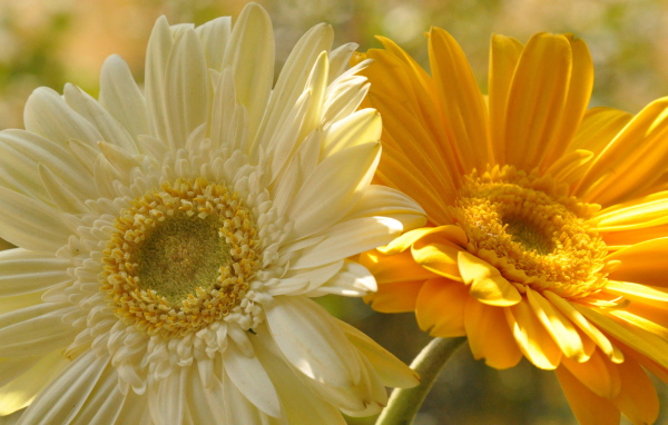 На поляне красивые цветы гербера