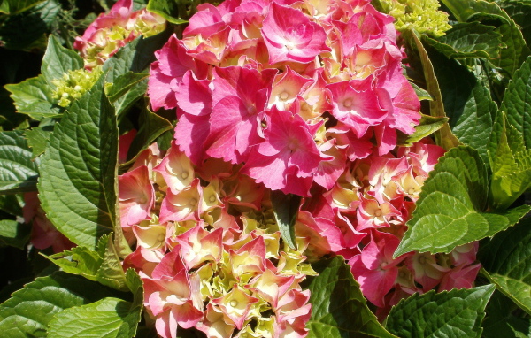 На поляне красивые цветы гортензия