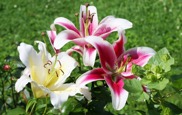 На поляне красивые цветы лилия