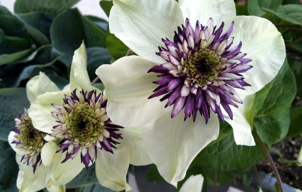 На поляне красивые цветы клематис