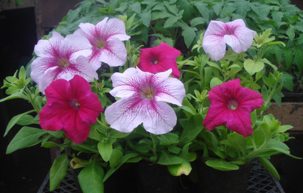 На поляне красивые цветы петуния