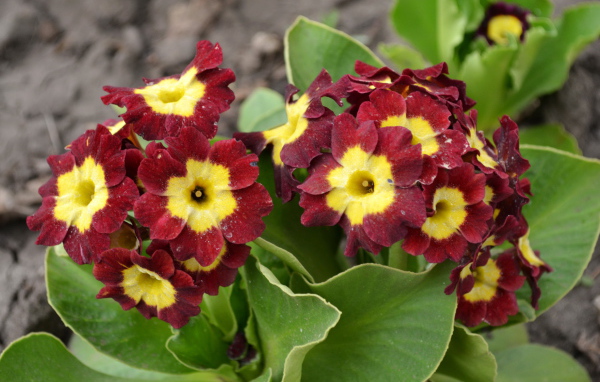 На поляне красивые цветы примула