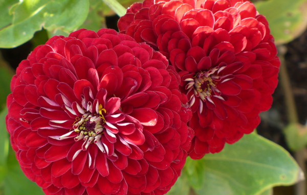 На поляне красивые цветы цинния (циния)