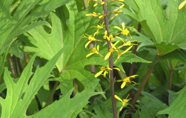 На поляне красивое растение бузульник