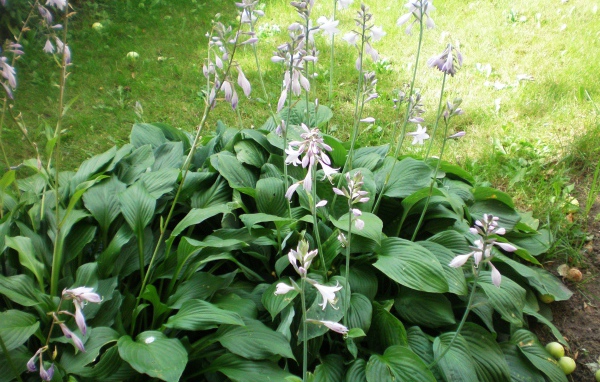 На поляне красивое растение хоста