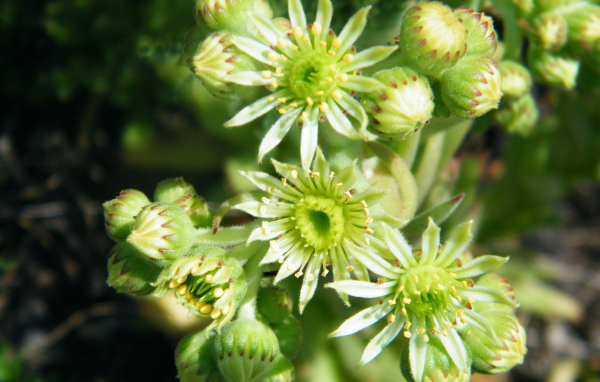 На поляне красивое растение молодило 