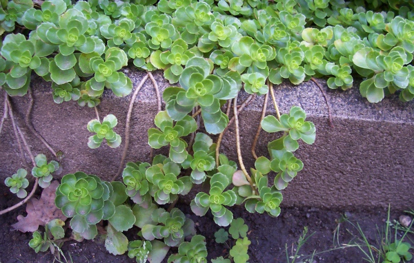 На поляне красивое растение седум