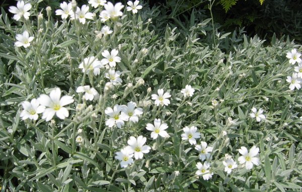 На поляне растение резуха